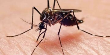 La vacuna del dengue llega a Argentina: quiénes podrán recibirla