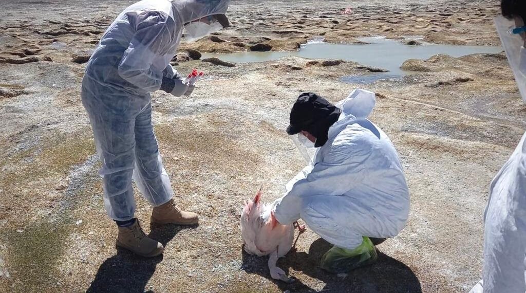 Catamarca se encuentra en vigilancia epidemiológica preliminar por Influenza Aviar