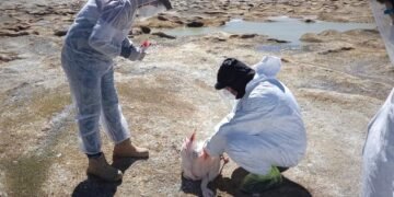 Catamarca se encuentra en vigilancia epidemiológica preliminar por Influenza Aviar