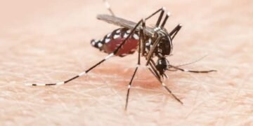 Dengue en Argentina: confirmaron que en noviembre estará disponible la vacuna para su prevención