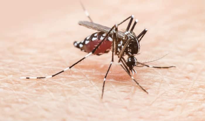 Dengue en Argentina: confirmaron que en noviembre estará disponible la vacuna para su prevención