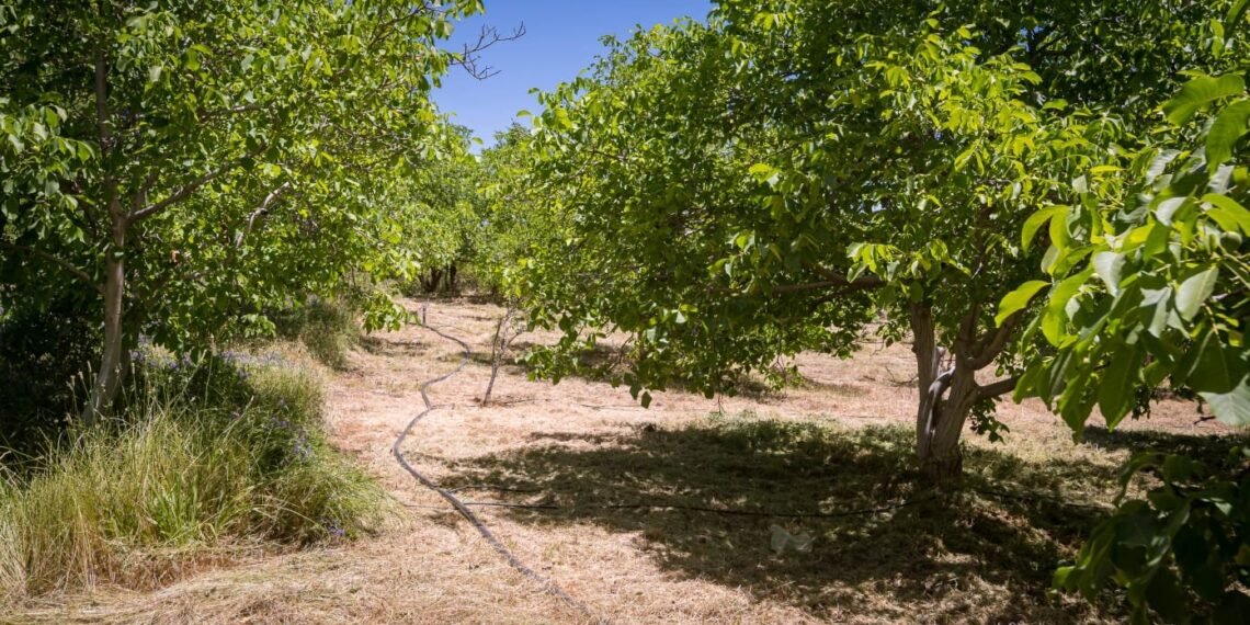 Pomán: más productores ya tienen su sistema de riego presurizado