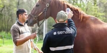 Primer caso confirmado en Catamarca de Encefalomielitis Equina del Oeste
