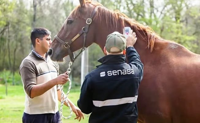 Primer caso confirmado en Catamarca de Encefalomielitis Equina del Oeste