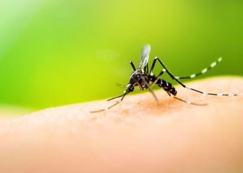 Se detectaron dos nuevos casos de Dengue en Catamarca