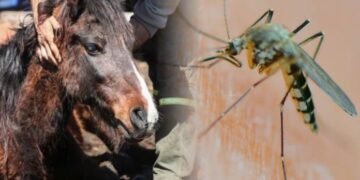 Segunda víctima fatal de Encefalitis Equina del Oeste