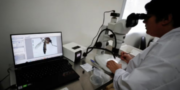 Dengue: se registraron 975 nuevos casos en la última semana