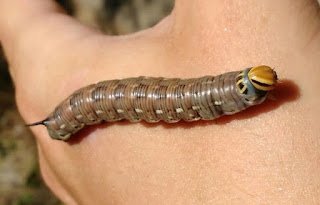 Monitorean la presencia de orugas desfoliadoras en cultivos del Valle Central