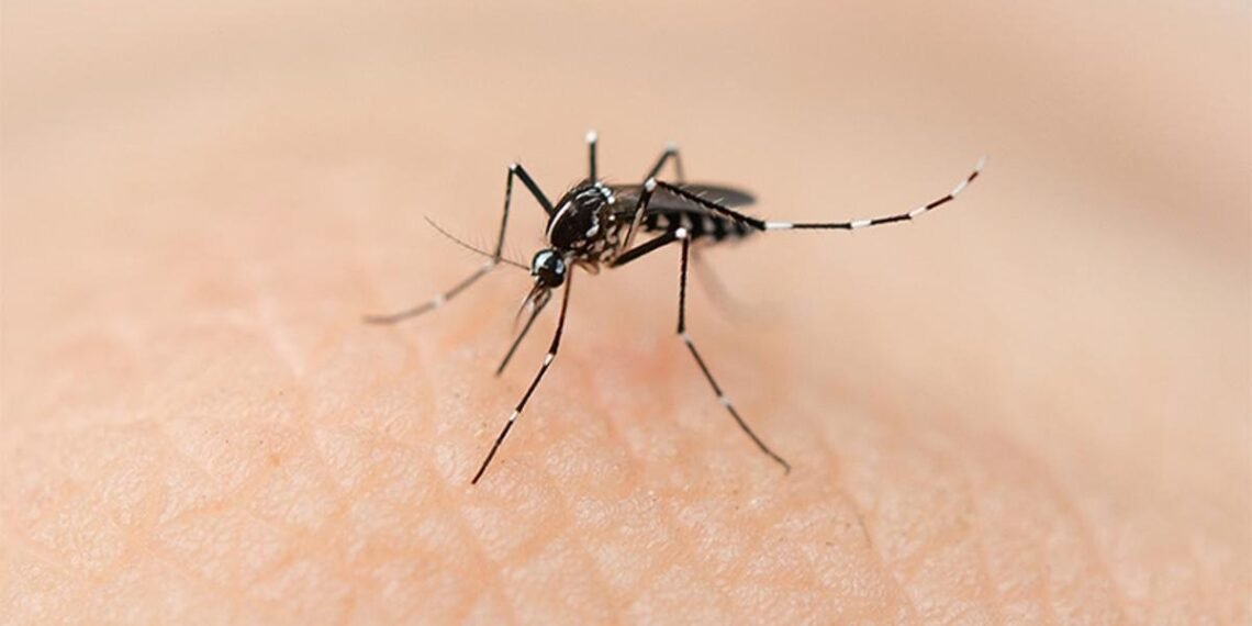 Dengue: Se registraron 677 nuevos casos 3 decesos en la última semana