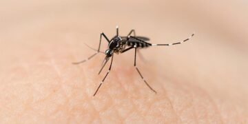 Dengue: se acumulan 420.867 en 2024 pero empiezan a caer los contagios