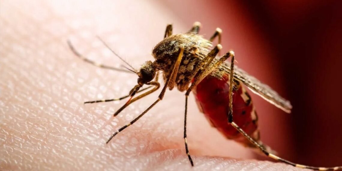 Se registraron 651 nuevos casos de Dengue y una muerte en Catamarca