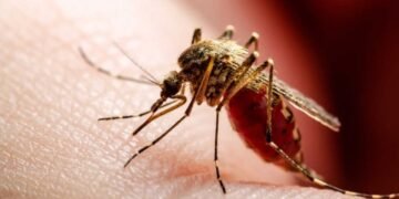 Se registraron 651 nuevos casos de Dengue y una muerte en Catamarca