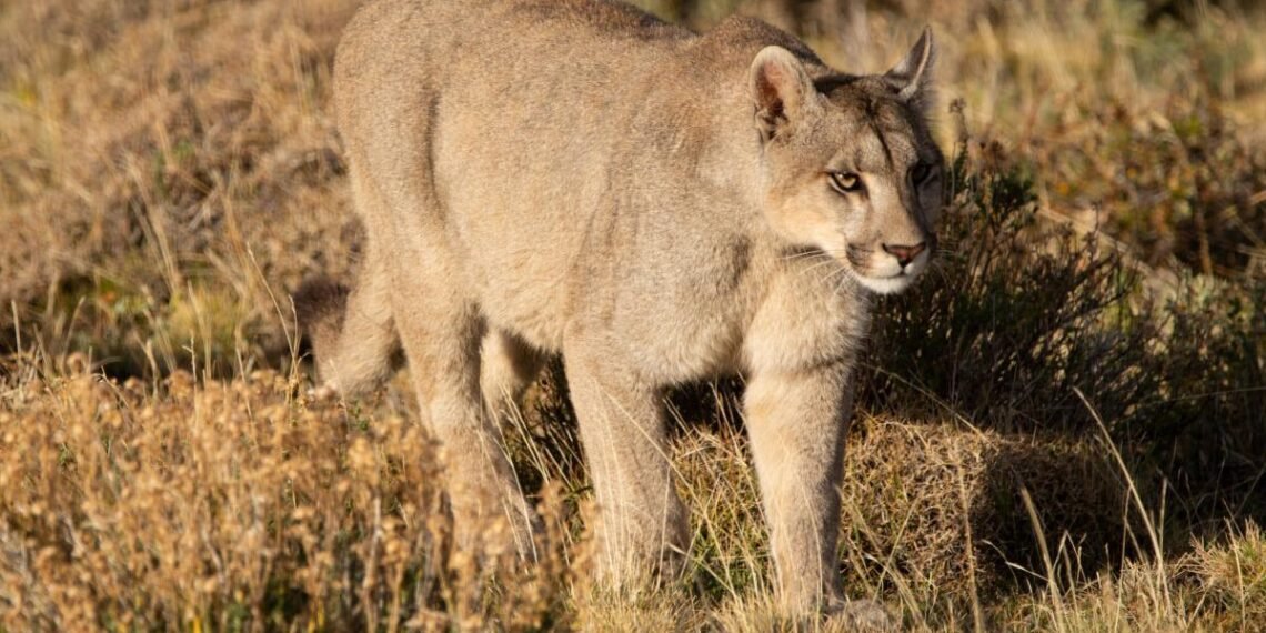 El permiso para cazar pumas, zorros y guanacos genera polémica y aviva el conflicto con ganaderos en el sur de Argentina