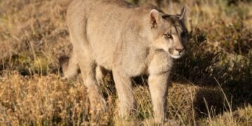 El permiso para cazar pumas, zorros y guanacos genera polémica y aviva el conflicto con ganaderos en el sur de Argentina