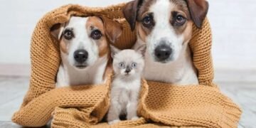 Impacto del frío en perros y gatos: cómo proteger a tus mascotas en invierno