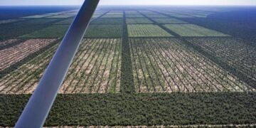 La máxima autoridad ambiental de Chaco tramitó el 40% de los desmontes en la provincia