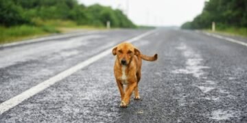 Día Internacional del Animal sin Hogar