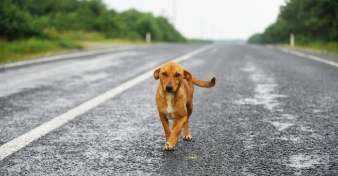 Día Internacional del Animal sin Hogar