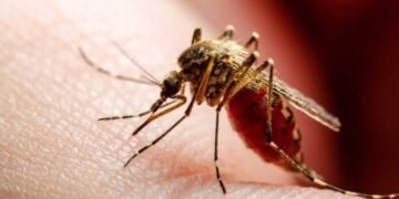 Comienza la distribución de la vacuna contra el dengue en todo el país ante el riesgo de brotes primaverales
