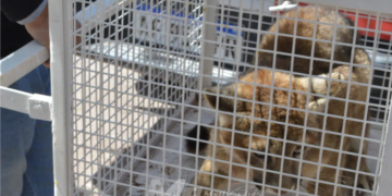 Fiambalá: hallan un cachorro de puma en el patio de una casa