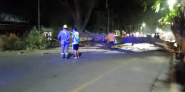 Valle Viejo: Impactante caída de árbol en la Avenida Presidente Castillo 