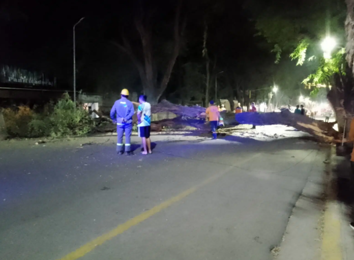 Valle Viejo: Impactante caída de árbol en la Avenida Presidente Castillo