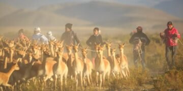 Coordinan la participación de turistas en el Chaku de la localidad de Laguna Blanca