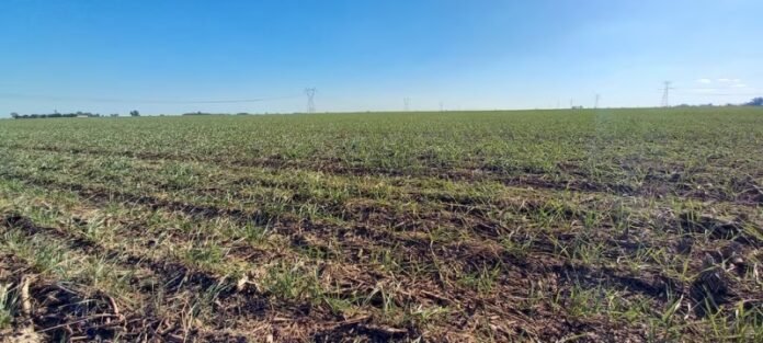 La baja de retenciones: el Gobierno de Milei impondrá controles quincenales del ARCA y el BCRA