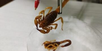 Profesionales del Ministerio de Salud recomiendan extremar las medidas para prevenir accidentes con animales ponzoñosos