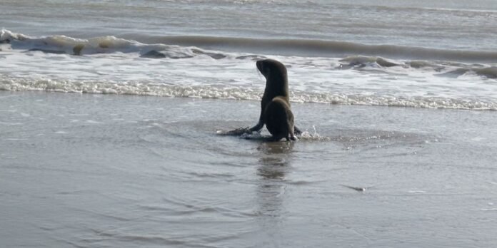 Una tanza para pescar hirió gravemente a un lobo marino, pero lo rehabilitaron y volvió al mar