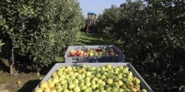 Fuerte crecimiento de las exportaciones regionales en 2024: suba del 23,8% en dólares y 25,7% en volumen