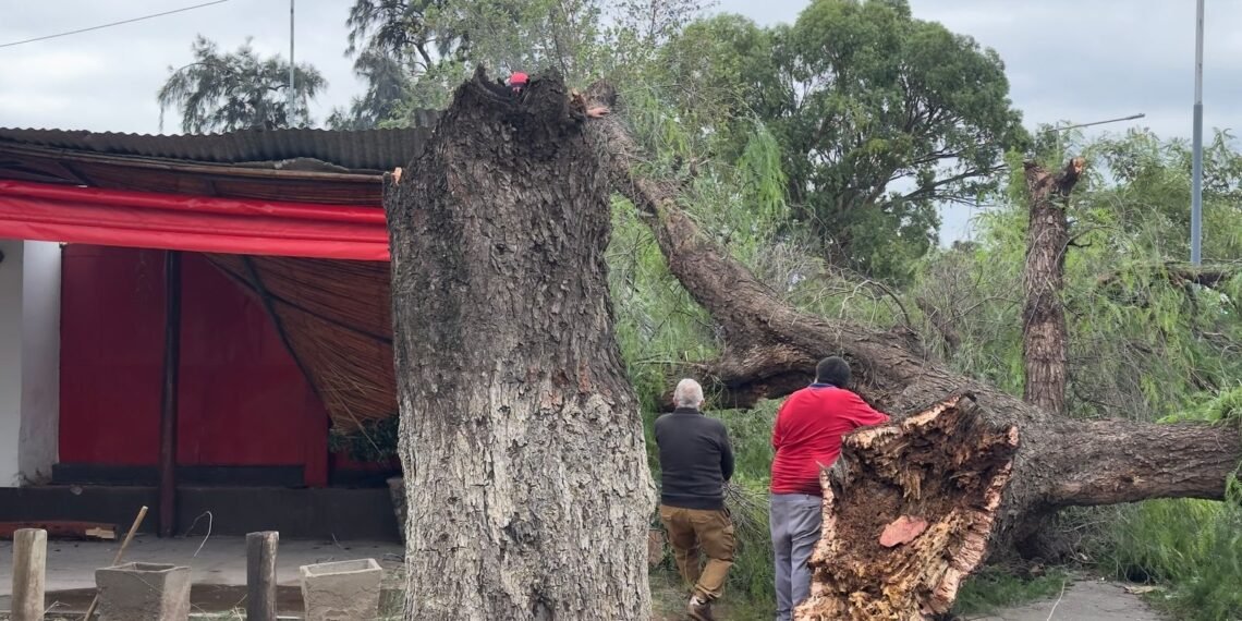 Un árbol cayó sobre su negocio y las pérdidas serían totales
