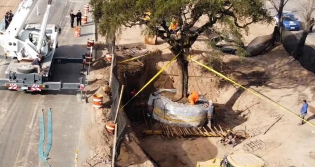 “El quebracho no se toca”: buscan impedir el traslado de un árbol de más de 280 años para ampliar una avenida en Córdoba