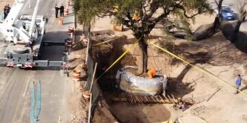“El quebracho no se toca”: buscan impedir el traslado de un árbol de más de 280 años para ampliar una avenida en Córdoba