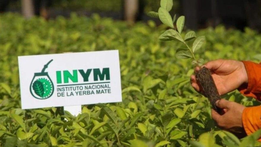 El nuevo rol del Instituto de la Yerba Mate: alineamiento ideológico y un mercado sin árbitro