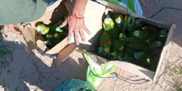 Medio ambiente: Rescatan 25 loros y liberan nueve aves silvestres en su hábitat