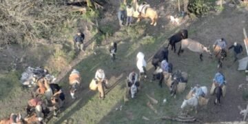 Golpe al abigeato en Paclín: secuestran 70 animales y detienen a cinco personas tras un operativo en zona de difícil acceso