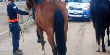 Policías secuestraron dos animales sueltos que atentaban contra la seguridad vial en Capayán