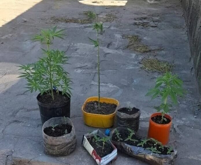 Fray Mamerto Esquiú: secuestraron 26 plantines de marihuana que eran cultivados en un domicilio