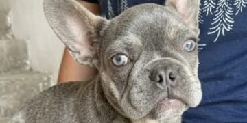 Recuperaron una bulldog francés durante un procedimiento en el barrio Eva Perón